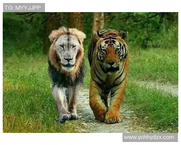 天空与飞马历史交锋记录分析及战绩对比探讨