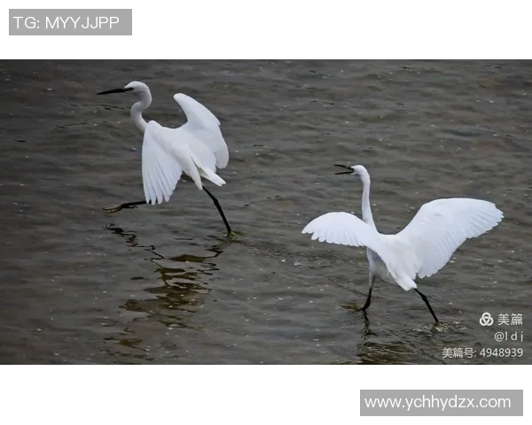 喷气机与凤凰的巅峰对决谁能在天空中翱翔得更高更远